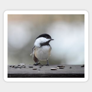 Chickadee Sticker